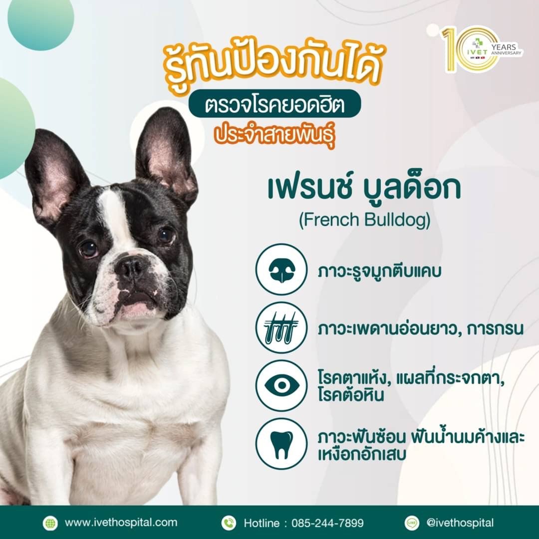 สายพันธุ์ เฟรนช์ บูลด็อก สายพันธุ์ เฟรนช์ บูลด็อก